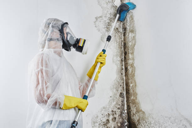 Best Health and Safety Mold Remediation in West Yellowstone, MT