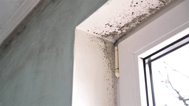 Best Bathroom Mold Remediation in West Yellowstone, MT