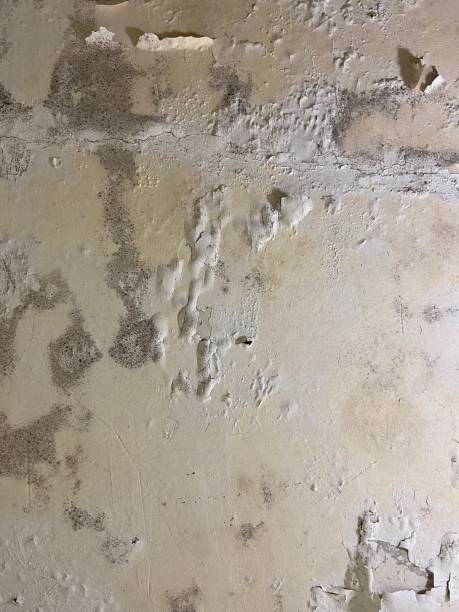 Trusted West Yellowstone, MT Mold Remediation Experts