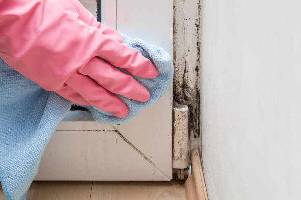 Best Mold Remediation for Schools in West Yellowstone, MT